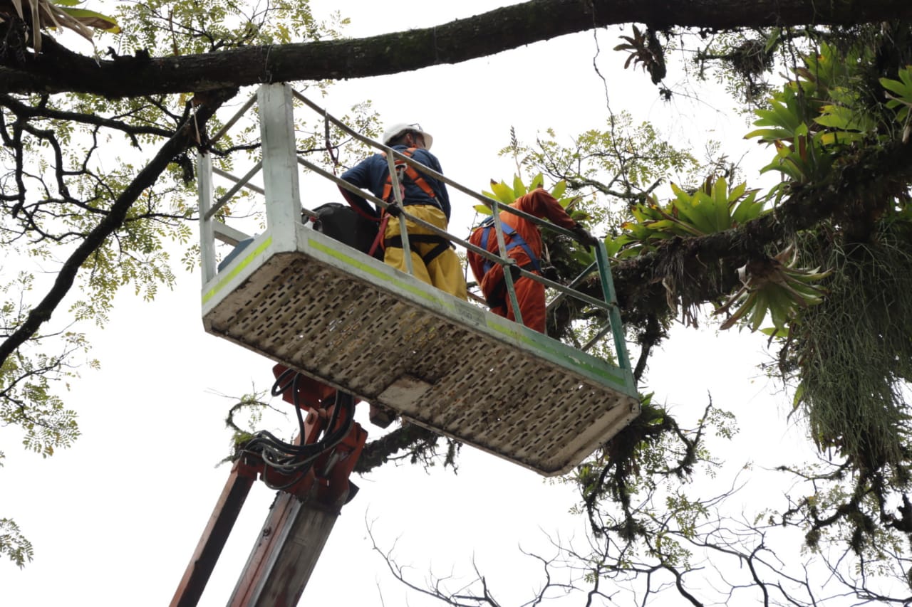 Prevención de riesgos y mantenimiento: Poda de árboles