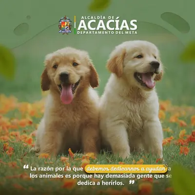 ¡Cuidamos a nuestros amigos peludos!